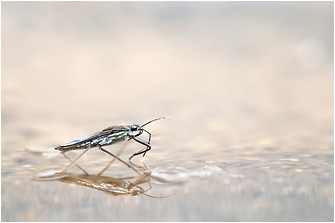 Gerris argentatus