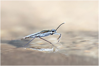 Gerris argentatus