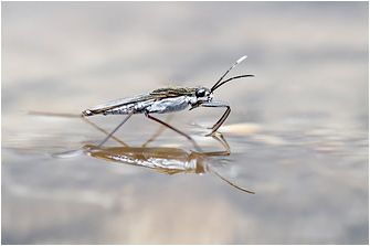 Gerris argentatus