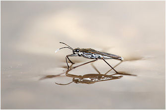 Gerris argentatus