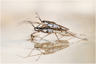 Gerris lacustris