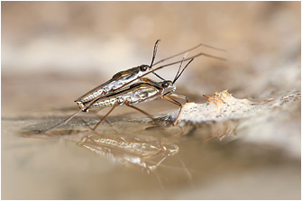 Gerris lacustris