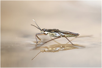 Gerris lacustris