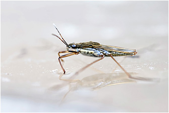 Gerris lacustris