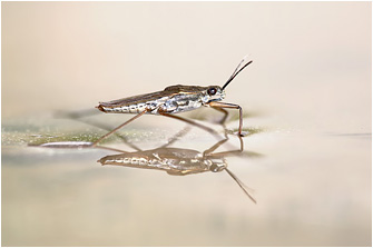 Gerris lacustris