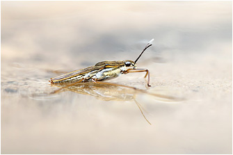 Gerris lacustris