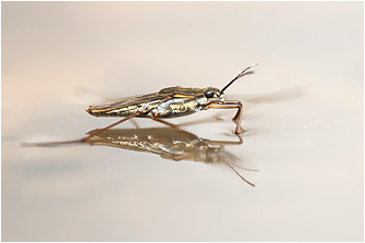 Gerris lacustris