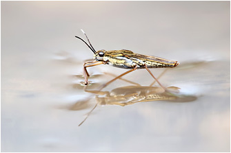 Gerris lacustris