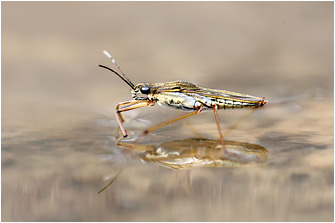 Gerris lacustris