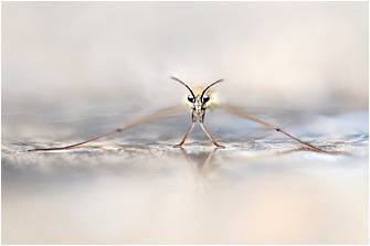 Gerris lacustris
