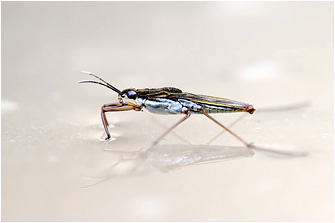 Gerris lacustris