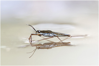 Gerris lacustris