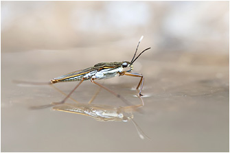 Gerris lacustris
