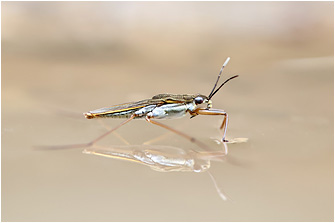 Gerris lacustris