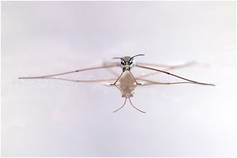 Gerris lacustris