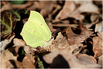 Gonepteryx rhamni