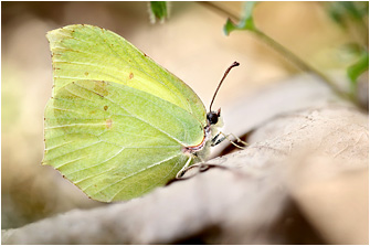 Gonepteryx rhamni