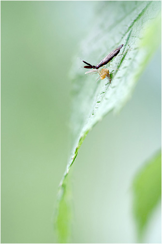 Heterotoma planicornis