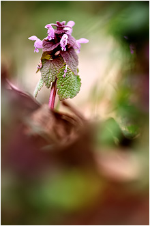 Lamium purpureum