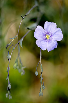Linum austriacum