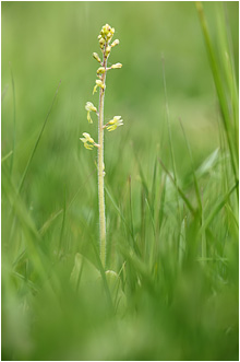 Listera ovata