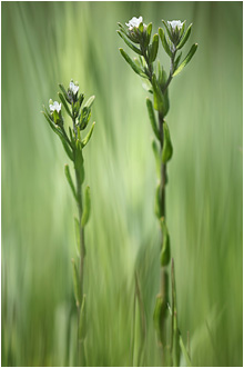 Lithospermum officinale