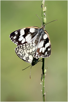 Melanargia galathea