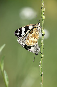 Melanargia galathea