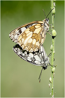 Melanargia galathea