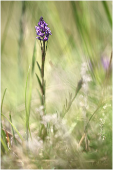 Polygala comosa