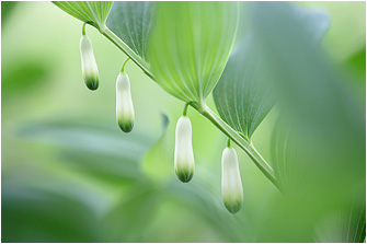 Polygonatum odoratum