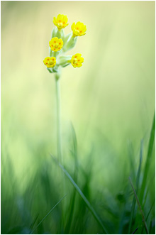 Primula veris