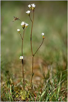Saxifraga granulata