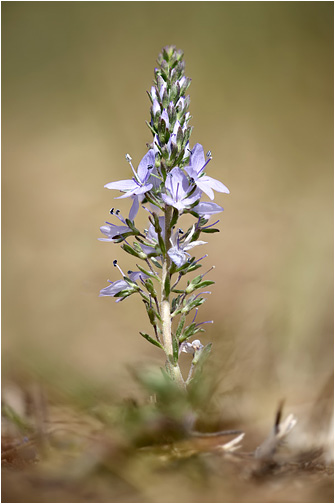 Veronica prostrata