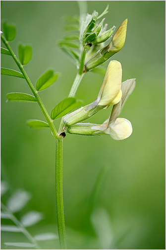 Vicia grandiflora