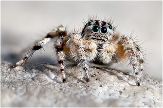 A.  cypriotus