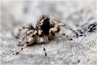 Aelurillus cypriotus
