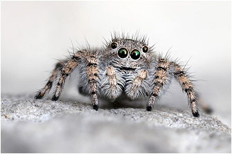 A.  cypriotus