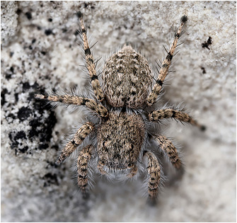 A.  cypriotus