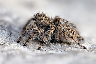 Aelurillus cypriotus