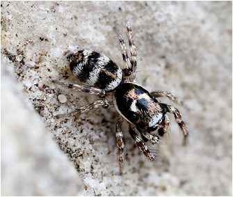 S.  noordami