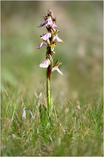 Anacamptis collina