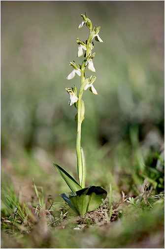 Anacamptis collina
