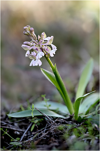 Anacamptis morio ssp. syriaca