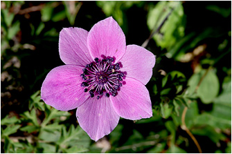 Anemone coronaria