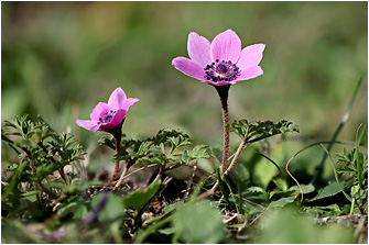 Anemone coronaria