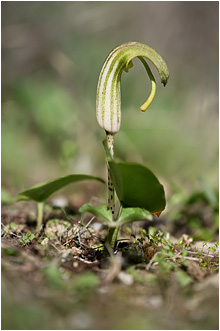 Arisarum vulgare