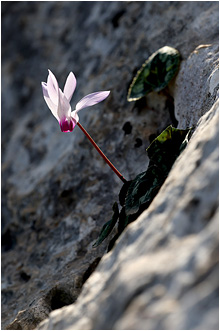 Cyclamen persicum