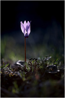 Cyclamen persicum