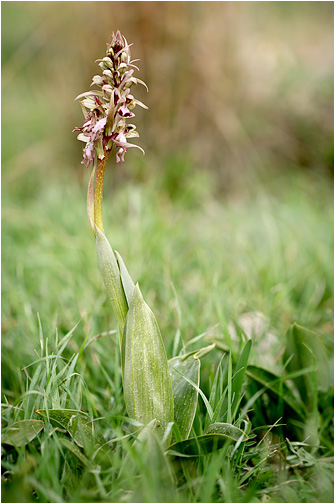 Himantoglossum robertianum